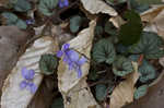 Prostrate blue violet